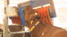 Horúčavy ovplyvňujú aj kvalitu mlieka. Farmári preto hľadajú spôsoby, ako v sparnom počasí kravám uľaviť