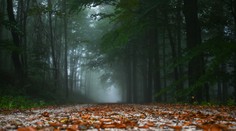 Pravá jeseň je tu: Slnečného počasia sa nedočkáme. SHMÚ varuje pred silným vetrom
