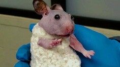 Bezsrstý škrečok Silky vo svojom minisvetri opantal sociálne siete