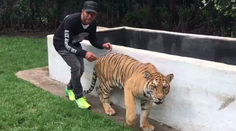 VIDEO: Hamilton má poriadnu odvahu. Takto zozadu vystrašil tigra