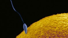 Vedci rozlúskli problém, ktorý považovali za neriešiteľný. Starnutie ženských vajíčok sa dá zvrátiť