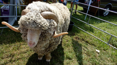 Krutosť neznámeho páchateľa na východe. Zabil a ťažko zranil plemenné barany