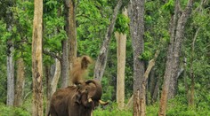 Rozzúrený slon v zoo udupal na smrť čínskeho turistického sprievodcu