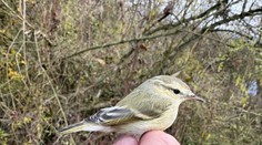 Krásny objav na Slovensku: Prvýkrát zadokumentovali nový druh vtáka