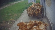 Hádzanie ešte živých zvierat medzi mŕtve, na farme pri Trenčíne odhalili viaceré pochybenia