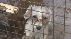 Pokračovanie veľkej policajnej akcie, našli 853 psov. Veterinári odobrali ďalšie psy z psej mega fabriky