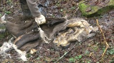 Vedeli ste, že zo zdochlín sa vyrába dôležitá surovina?