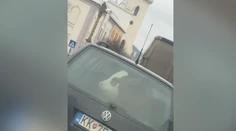 Neuveríte vlastným očiam. Vodič na Spiši prevážal v kufri auta kuriózny náklad