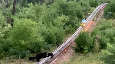 VIDEO: Nečakaná návšteva na bobovej dráhe. Do cesty sa postavila medvedia rodinka