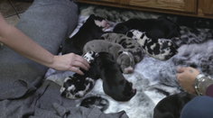 Rekord v živočíšnej ríši: Sučke sa narodil neuveriteľný počet šteniatok