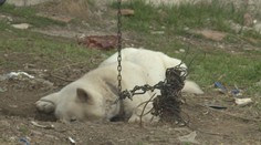 Na Slovensku sú zvieratá stále týrané na reťaziach. Do parlamentu preto mieri nový zákon