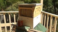 Revolučný vynález! Z tohto úľa si med načapuje každý