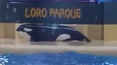 Ľudia nakrútili zúfalé správanie kosatky v zajatí. Podľa nich sa chcela zabiť