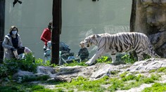V bratislavskej zoo uhynul 17-ročný leopard cejlónsky