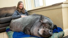 Malo to byť miniprasiatko, no dnes má 130 kilogramov. Má sa však ako „prasa v žite“