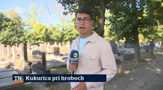 Kukurica pri hroboch