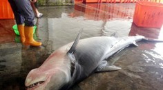 Rybári našli mŕtve žraloky. Toto im vytiahli z tiel