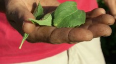 Stévia ako sladidlo budúcnosti. Aké má plusy a aké mínusy?