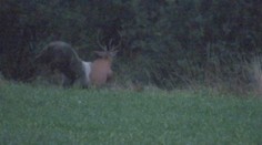 Dráma na poľovačke jeleňa: Na úlovok zaútočil medveď priamo pred kamerou