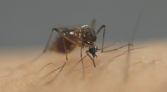 Silu komárov nepodceňujme. Aj keď ich je málo, môžu prenášať nebezpečné vírusy