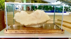 Rybár schovával pod posteľou obrovskú perlu. Vážila vyše 30 kilogramov