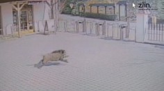 Nečakaná návšteva v ZOO: Diviak zablúdil k hyenám a aj na to doplatil