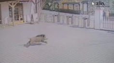 Nečakaná návšteva v ZOO: Diviak zablúdil k hyenám a aj na to doplatil