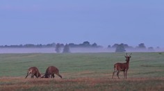 Jazda sa môže v sekunde zmeniť na katastrofu. Zver na Záhorí ohrozuje vodičov, poľovníci hovoria o vysokých stavoch