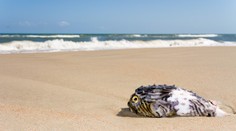 Dovolenku v Španielsku kazia premnožené ostnaté ryby. Po pláži radšej nechoďte naboso