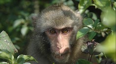 Z rumunskej zoo utiekla skupinka opíc