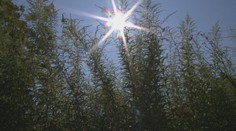 Šírenie inváznych nepôvodných druhov by mohlo byť trestným činom