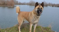 Išiel vyvenčiť dva psy, vrátil sa len s jedným. Zastrelil ho poľovník