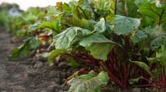 Jarný reštart pre telo aj myseľ. Jedna ingrediencia stačí na opätovné načerpanie vitality