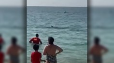 VIDEO: Dovolenkári zažili na pláži v Dubaji chvíle hrôzy. Odrazu sa pri nich zjavil žralok