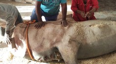 VIDEO: Pitva potvrdila, že Egypťania ubili správneho žraloka. Rybári majú s jeho pozostatkami plány