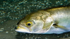 Agresívna ryba terorizuje plavcov na Malorke. Zranila už dve turistky