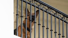 Bidenov pes pohrýzol už 11 ľudí, musel opustiť Biely dom