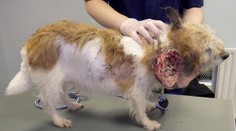Psík, ktorý si prešiel peklom a prežil: Na krku mu explodoval nádor