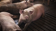 VIDEO: Absurdný nápad odstavil obyvateľov dediny od elektriny: Farmár chcel previezť ošípané dronom