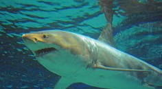 Veľkého žraloka bieleho vopchali do akvária. Zomrel po troch dňoch