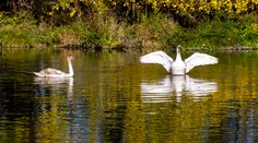 Na Slovensko sa vrátila vtáčia chrípka. Ide o formu, ktorá môže byť nebezpečná aj pre človeka