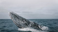 VIDEO: Veľryby trápia malé parazity. Teraz vyhľadávajú ľudí, aby im pomohli