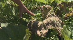 Postrekovali polia, chemikália však skončila aj v záhradách