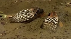 VIDEO: Rekordne sucho odhaľuje tajomstva Dunaja. Vo vyschnutom koryte objavili kostru dávno vyhynutého tvora