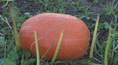 Na severovýchode Slovenska vypestovali gigantické tekvice, takmer s nimi nepohnú