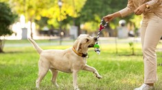 Ako si zodpovedne adoptovať psa z útulku? Jednu vec treba mať na pamäti