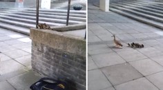 Kačacia dráma: Matka nechala desať mládať, aby spravili odvážny krok