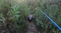 VIDEO: Mladík mal počas rybačky nechcenú návštevu. Prenasledovať ho začal trojmetrový krokodíl