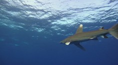 Pláže južne od Hurgady po útoku žraloka uzavreli. Aj druhá obeť pochádza z neďalekého štátu