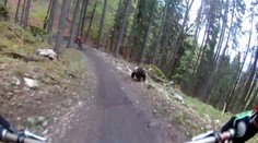 Video slovenského medveďa mohlo zarobiť na YouTube tisíce eur